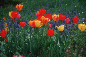 Tulips...